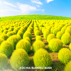 Green Paradise® Kochia Burning Bush Seeds Pack