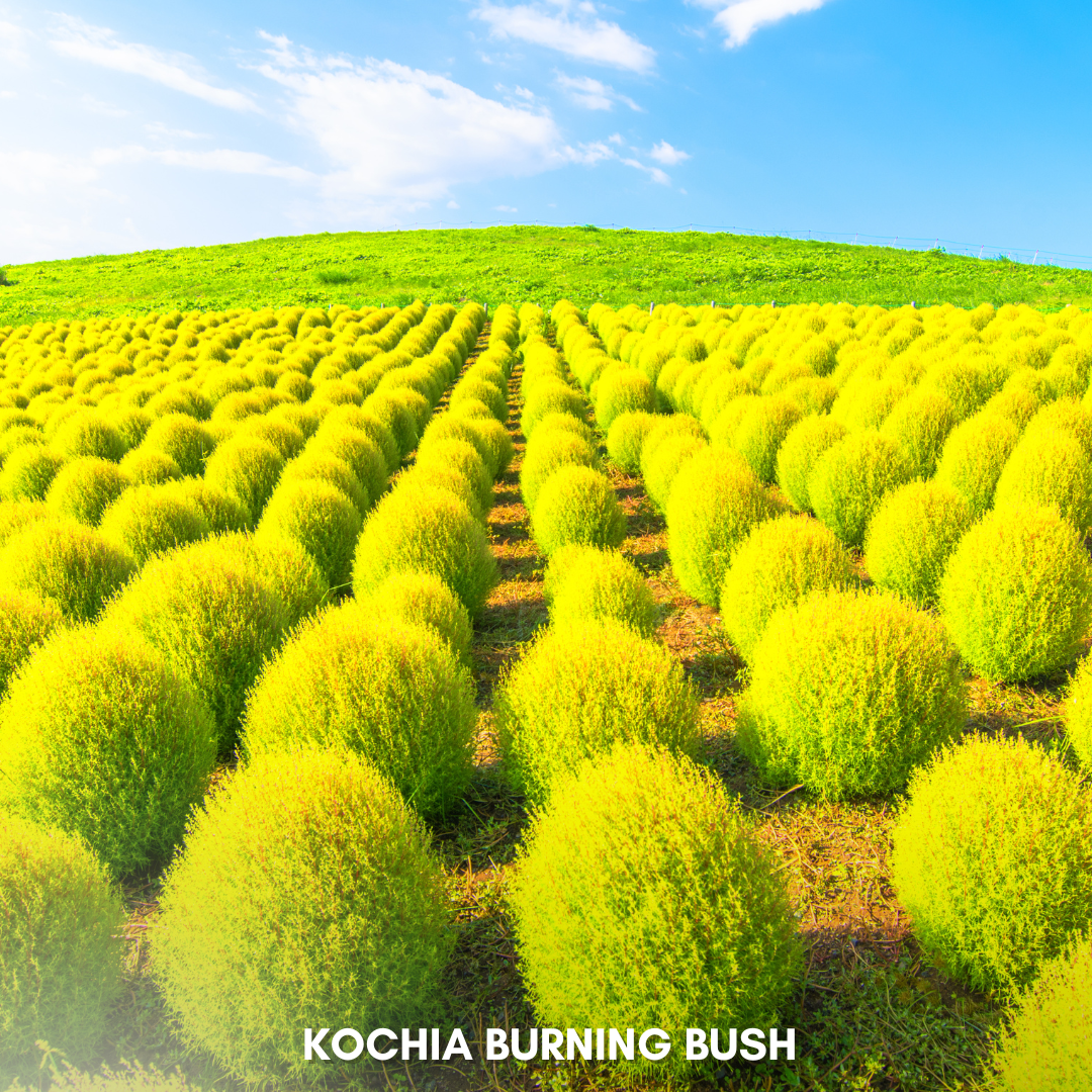 Green Paradise® Kochia Burning Bush Seeds Pack