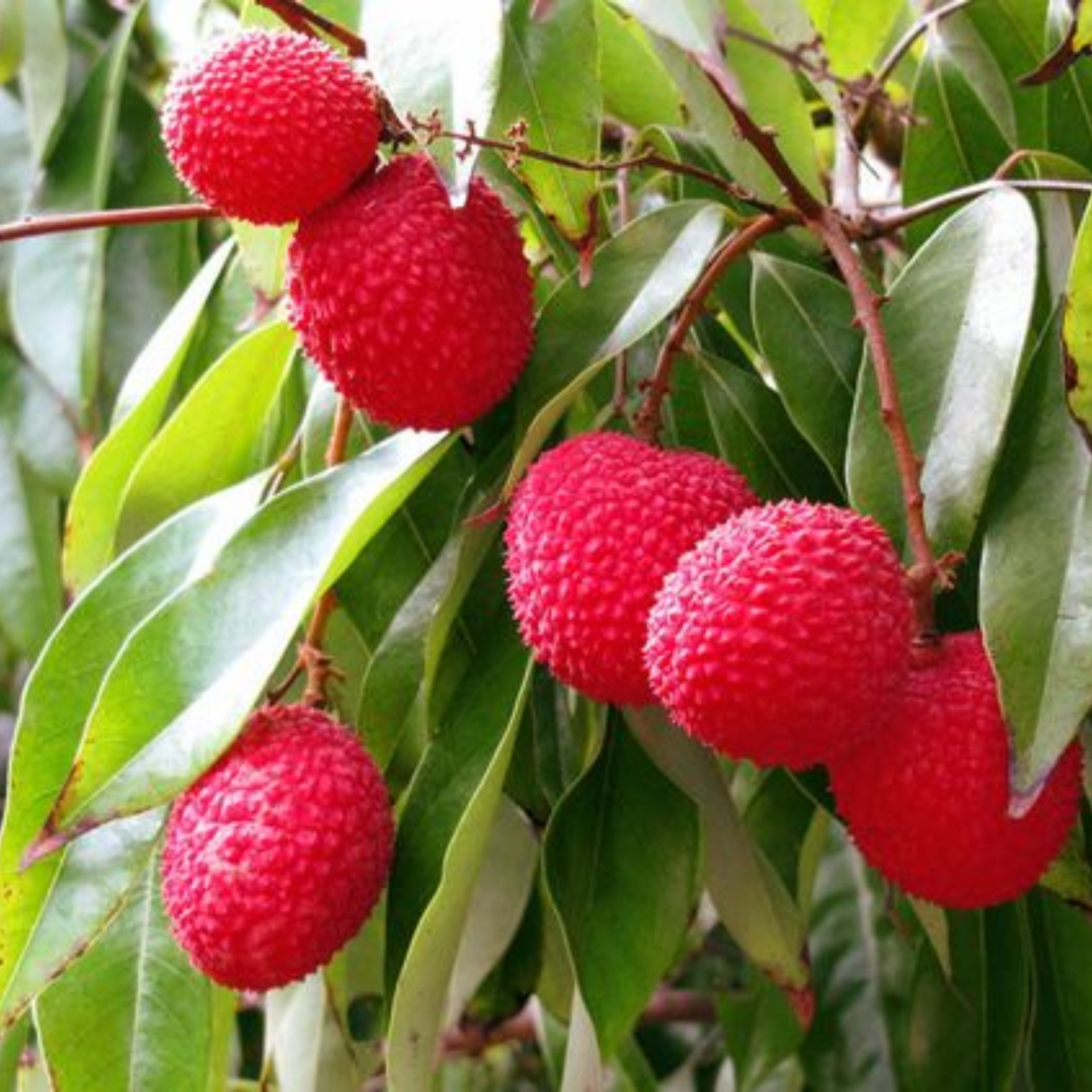 live litchi Plant Suitable For bonsai