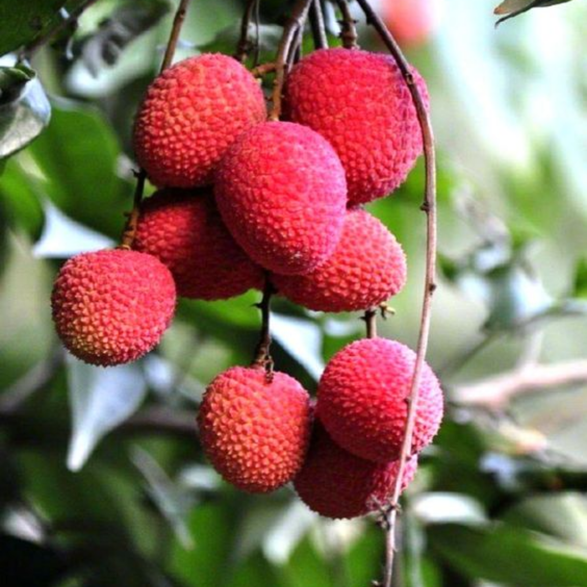 live litchi Plant Suitable For bonsai