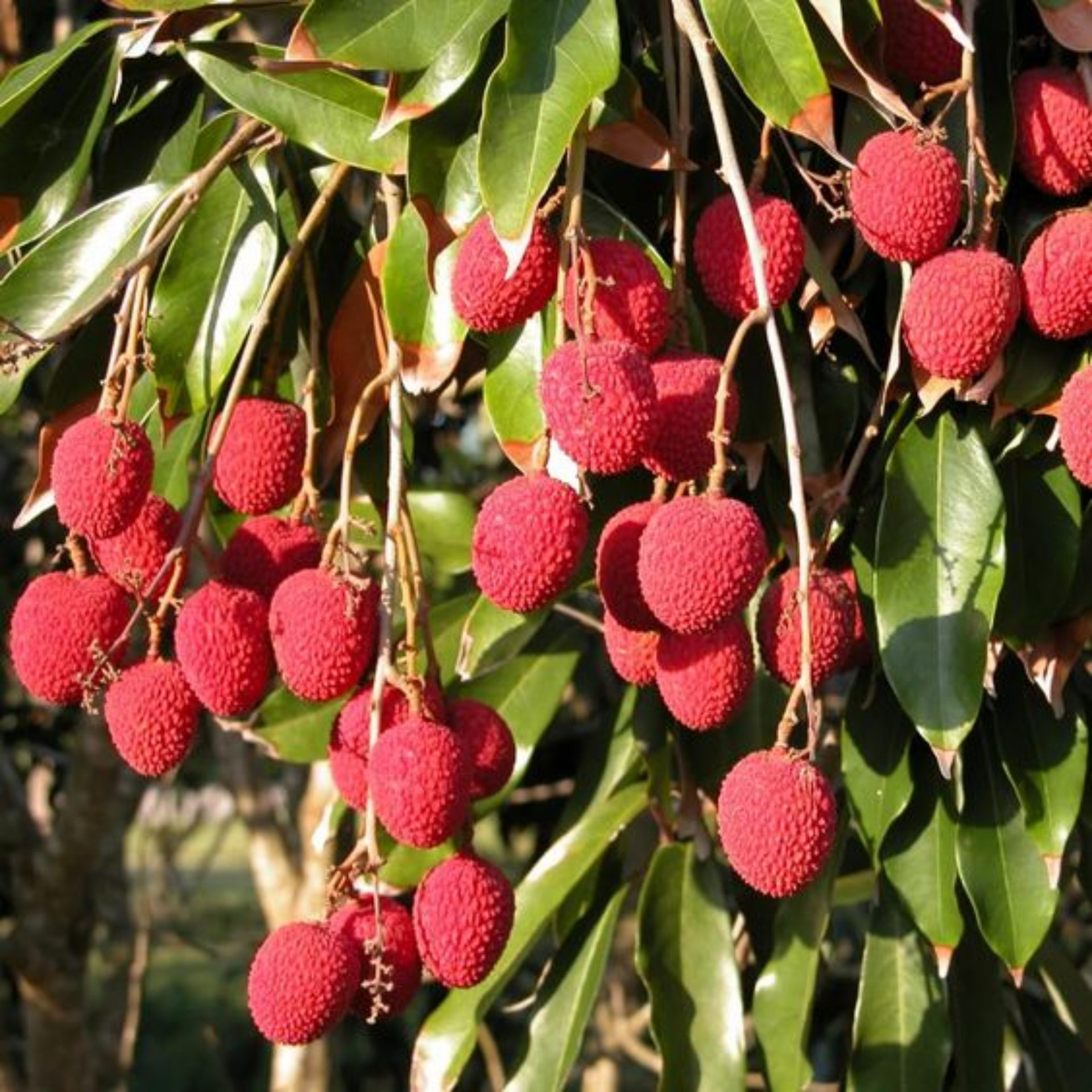 live litchi Plant Suitable For bonsai