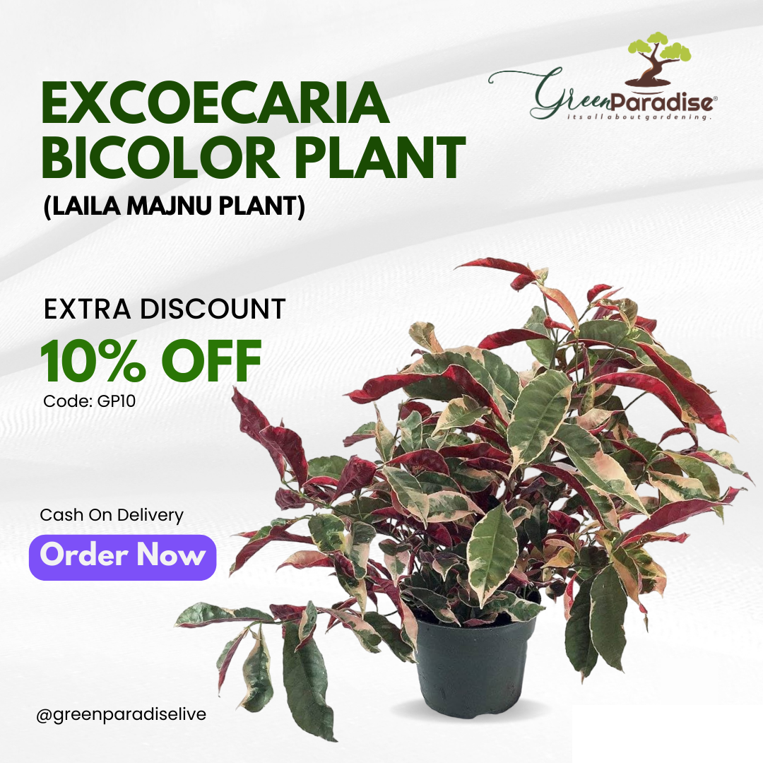 Green Paradise® Excoecaria Bicolor (Laila Majnu) Plant