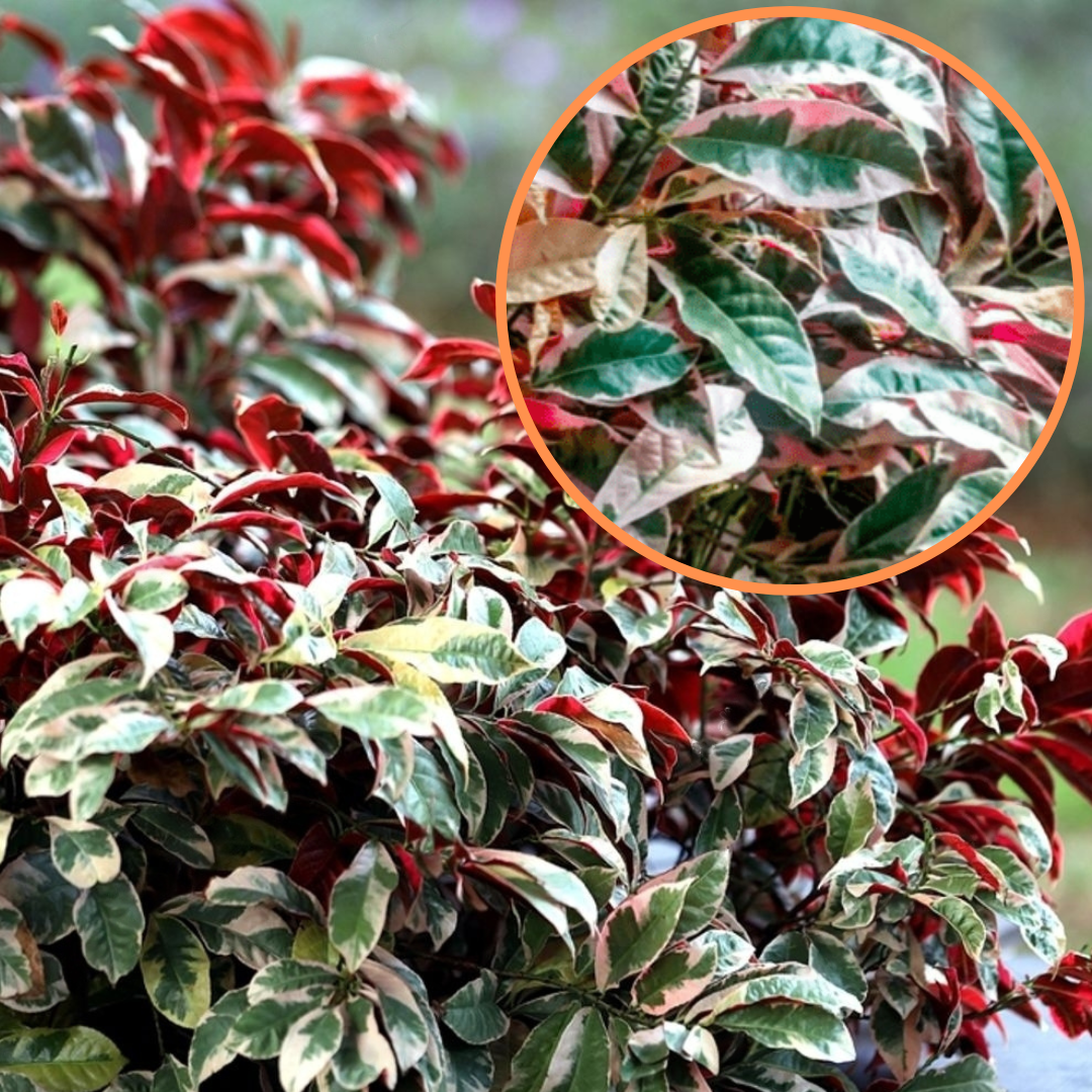 Green Paradise® Excoecaria Bicolor (Laila Majnu) Plant