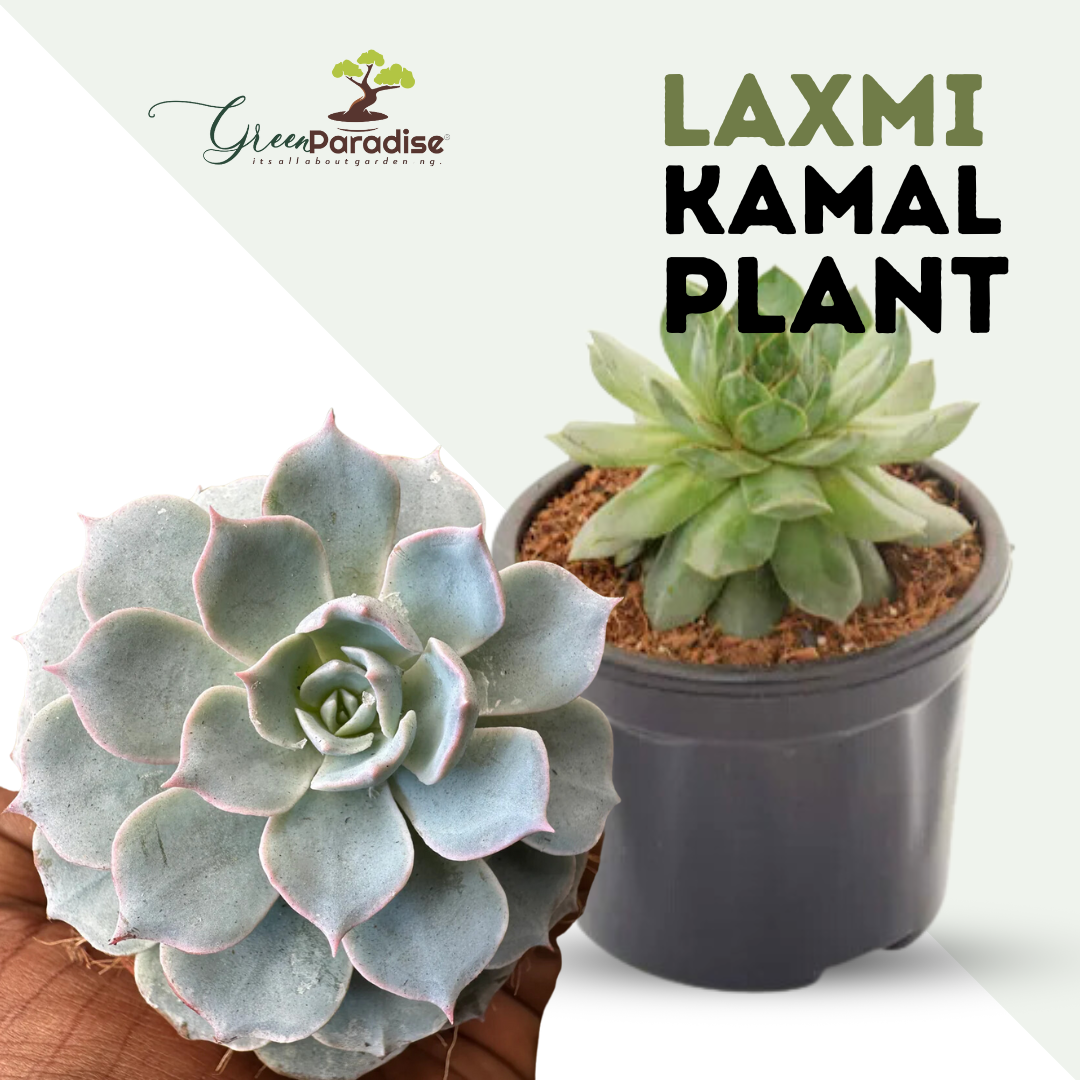 Sempervivum calcareum Fire Dragon Laxmi Kamal Plant Live Succulent Plant With Pot