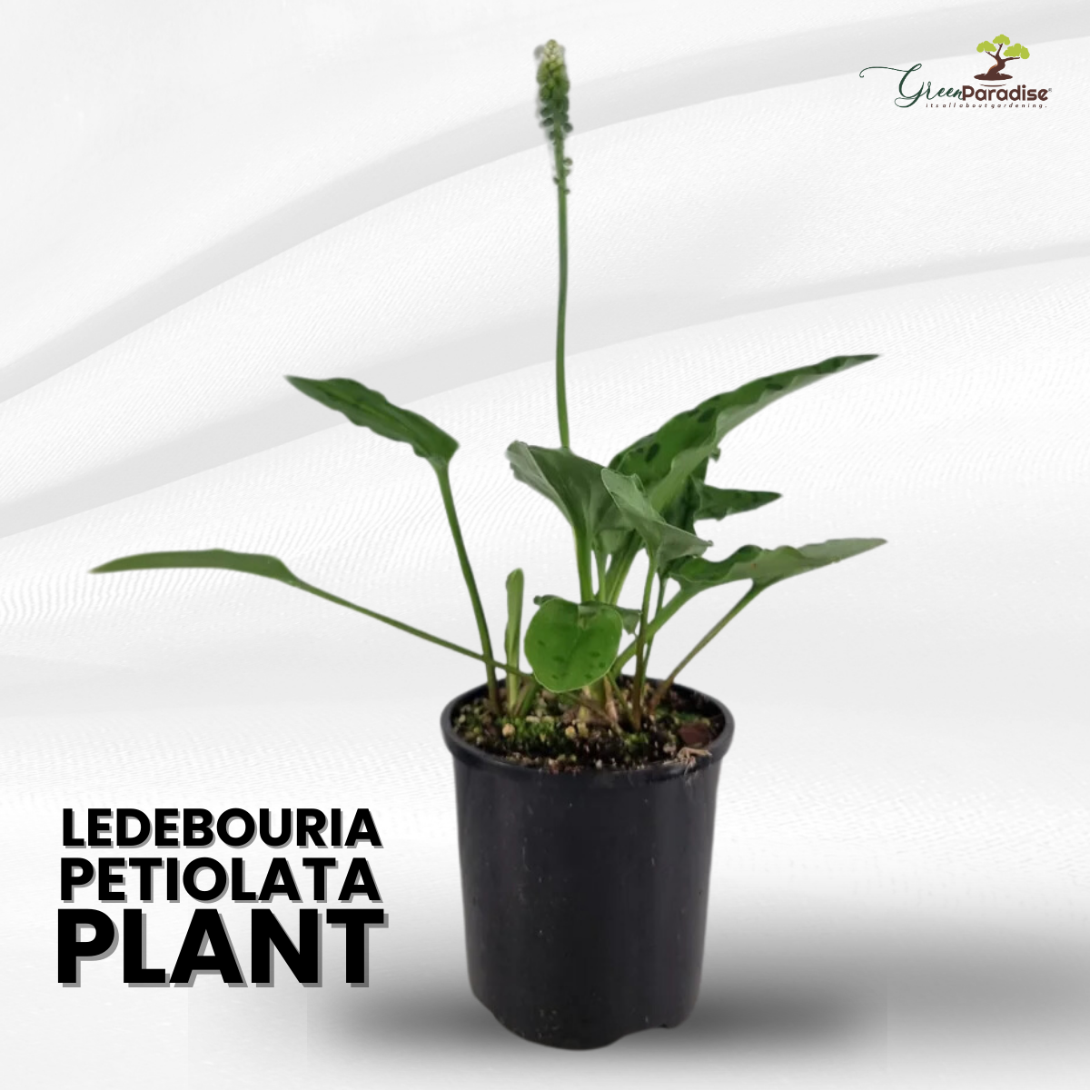 Ledebouria petiolata Live Plant indoor outdoor air purifier plant