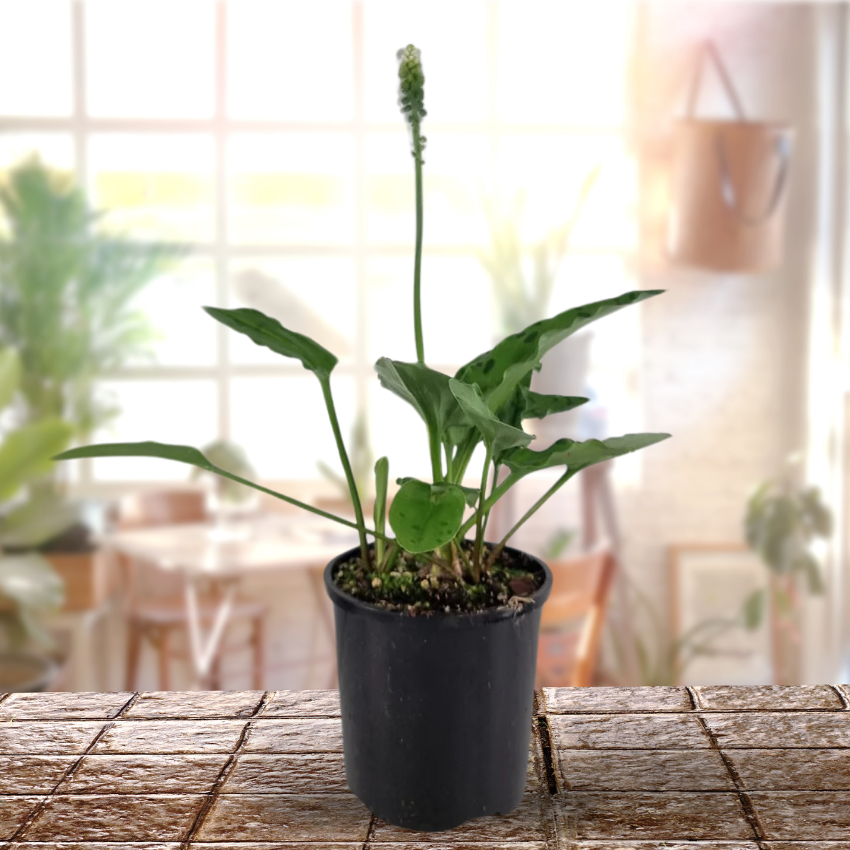 Ledebouria petiolata Live Plant indoor outdoor air purifier plant