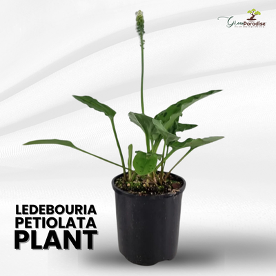 Ledebouria petiolata Live Plant indoor outdoor air purifier plant