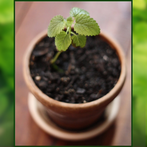 Green Paradise® Lemon Balm (Herbs) Seeds Pack
