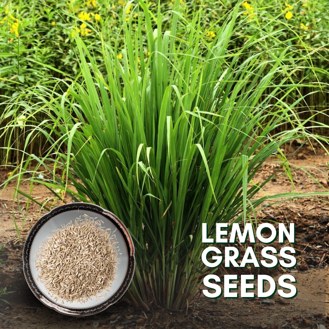 Green Paradise® Lemon Grass (Herbs) Seeds Pack