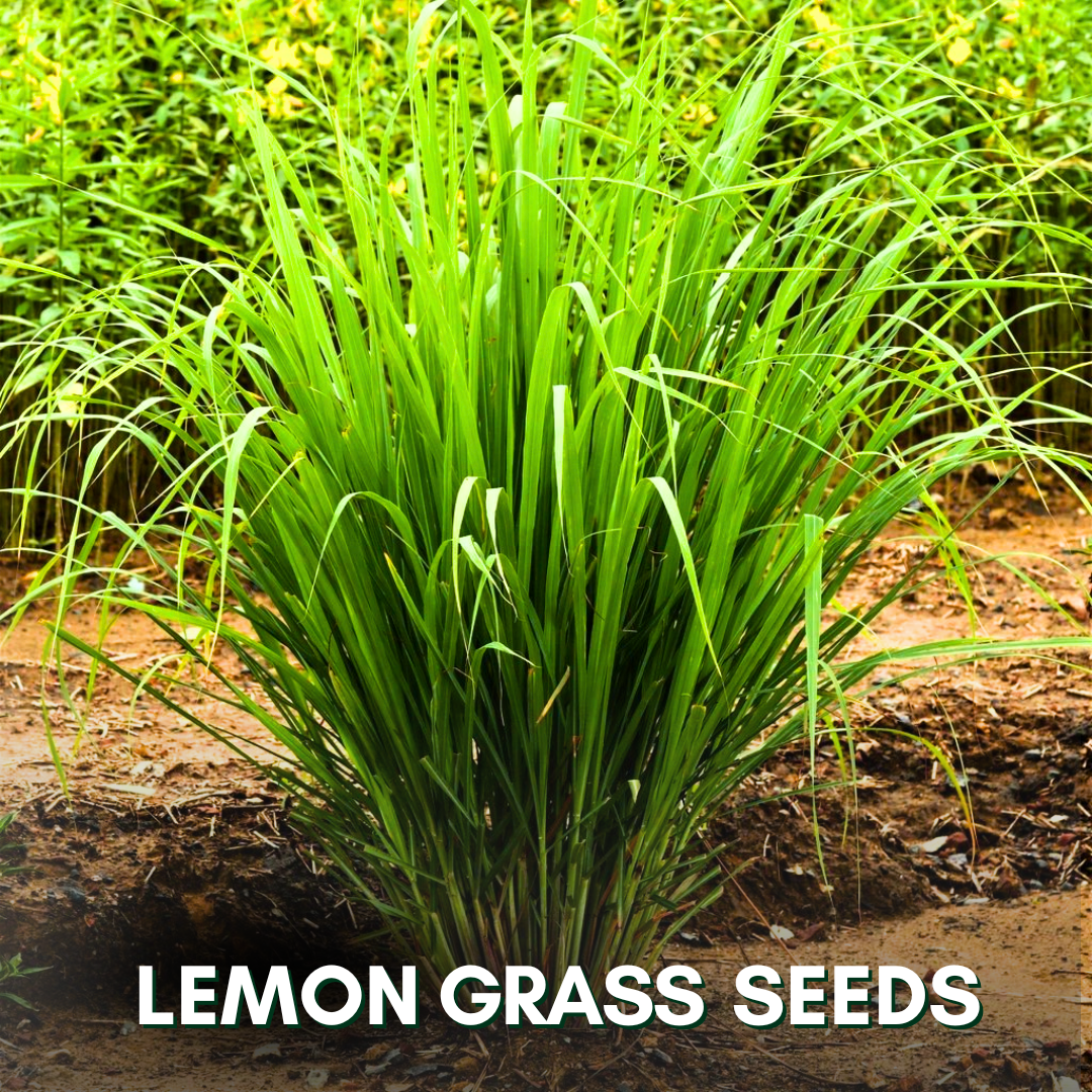 Green Paradise® Lemon Grass (Herbs) Seeds Pack