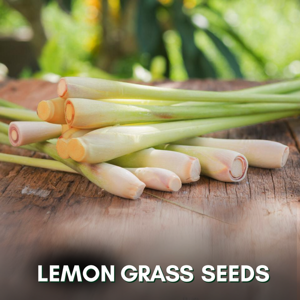 Green Paradise® Lemon Grass (Herbs) Seeds Pack