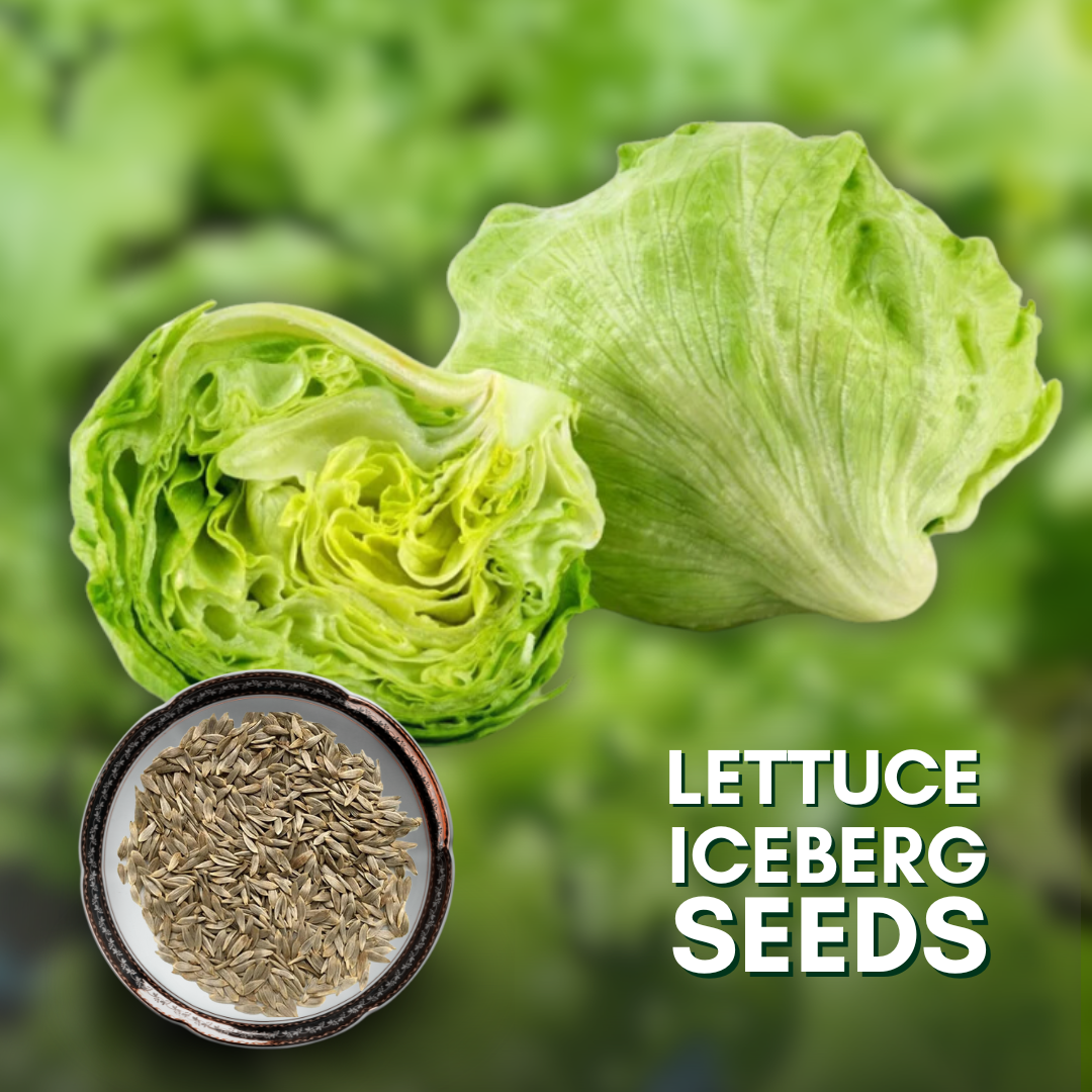 Green Paradise® F1 Hybrid Lettuce Ice berg Seeds Pack