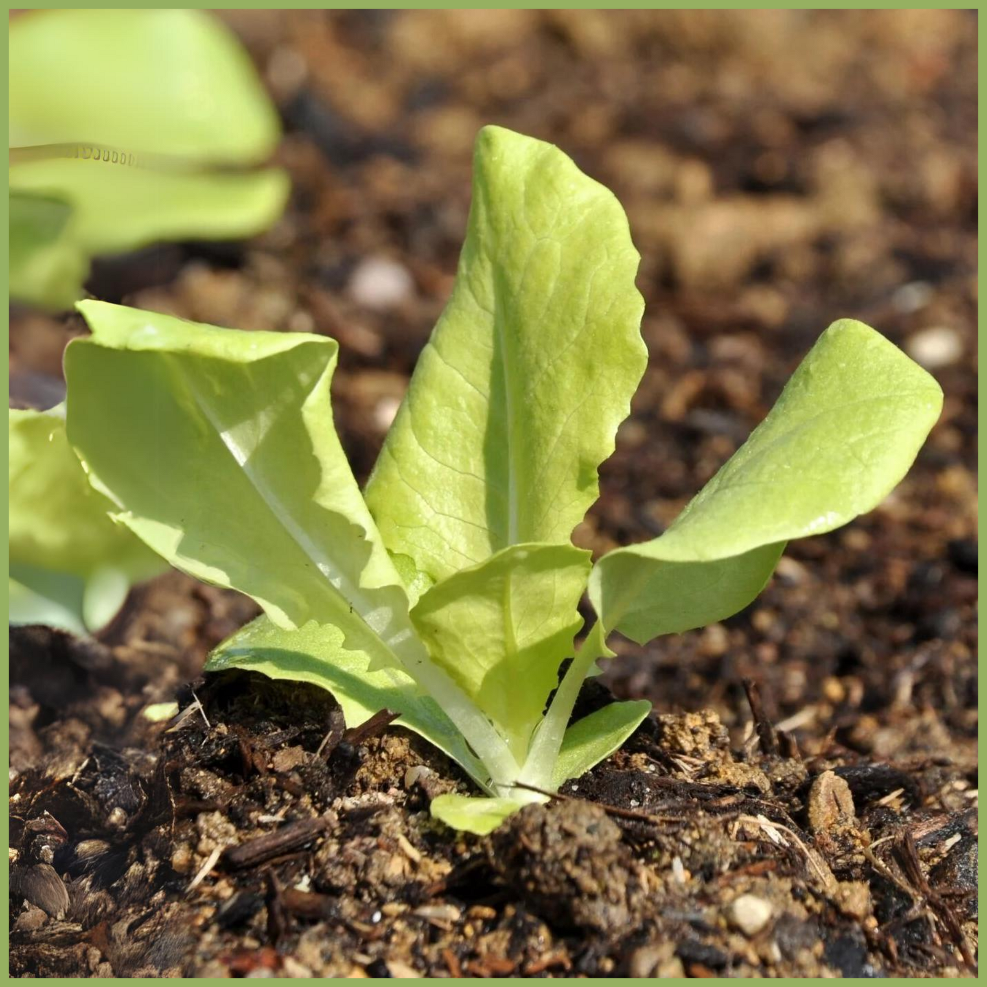 Green Paradise® F1 Hybrid Lettuce Ice berg Seeds Pack