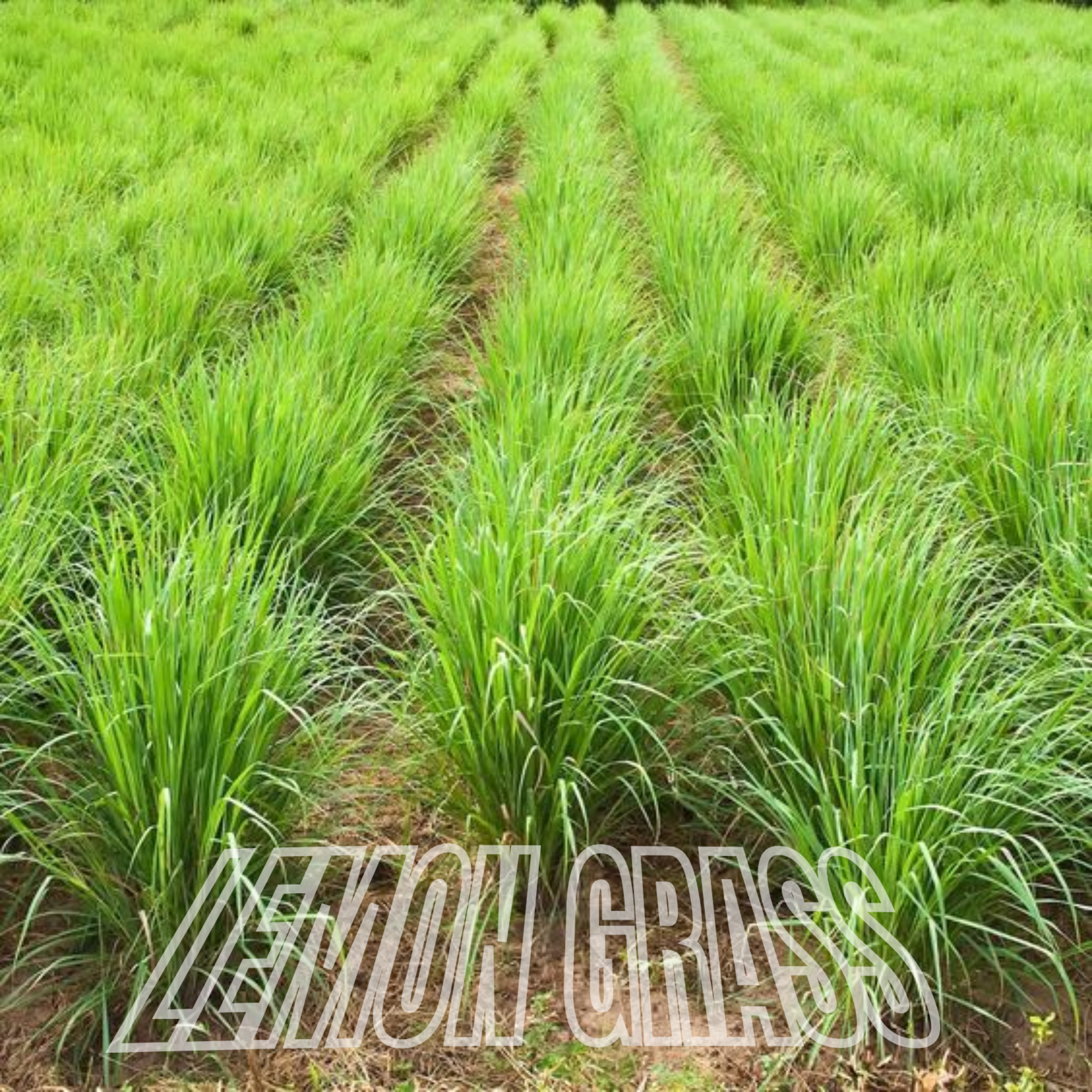 Lemon Grass Plant
