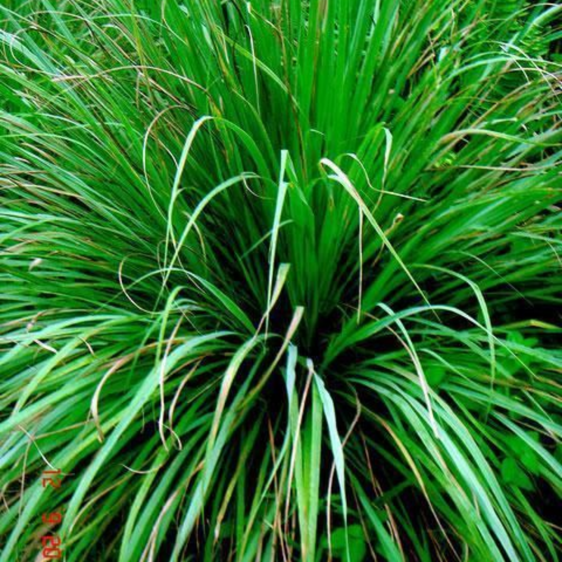 Lemon Grass Plant