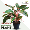Indoor Lipstick Aglonema Plant (Pot included)