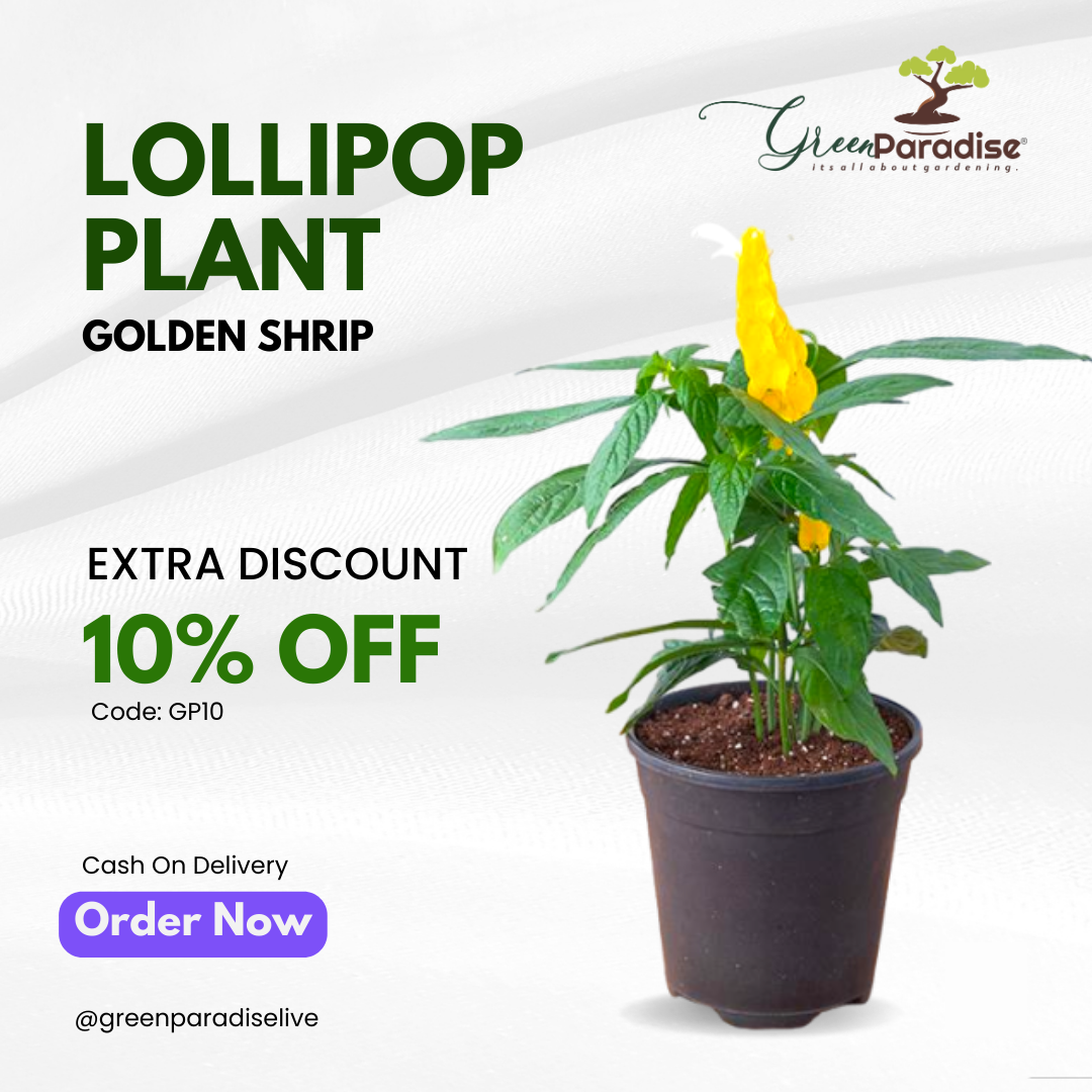 Green Paradise® Golden Shrimp Lollipop Plant