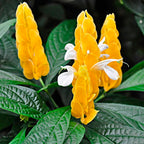Green Paradise® Golden Shrimp Lollipop Plant