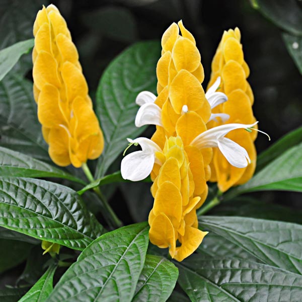 Green Paradise® Golden Shrimp Lollipop Plant