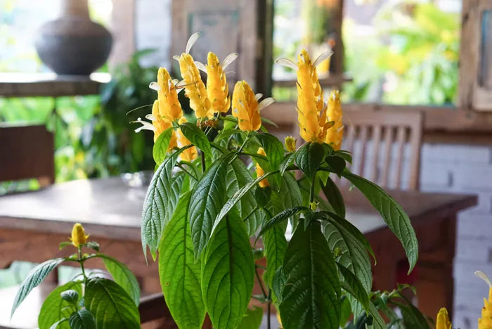 Green Paradise® Golden Shrimp Lollipop Plant