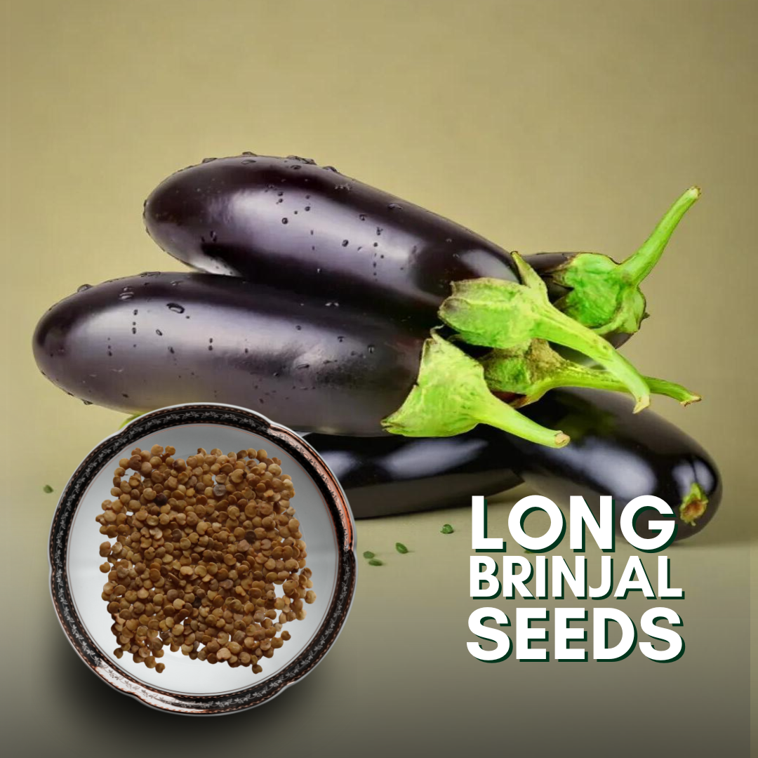 Green Paradise® F1 Hybrid Long Brinjal Seeds Pack
