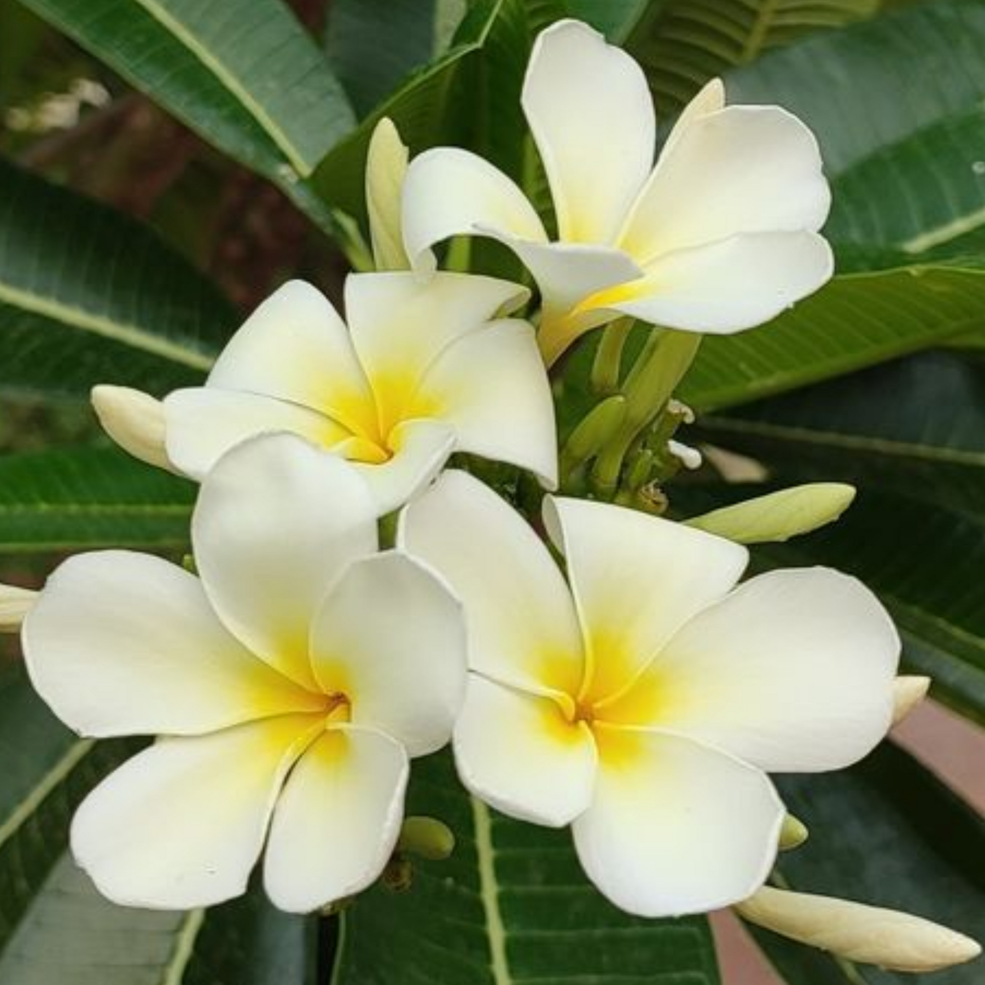 Plumeria Alba ( Good luck Naag Chmapa) Plant