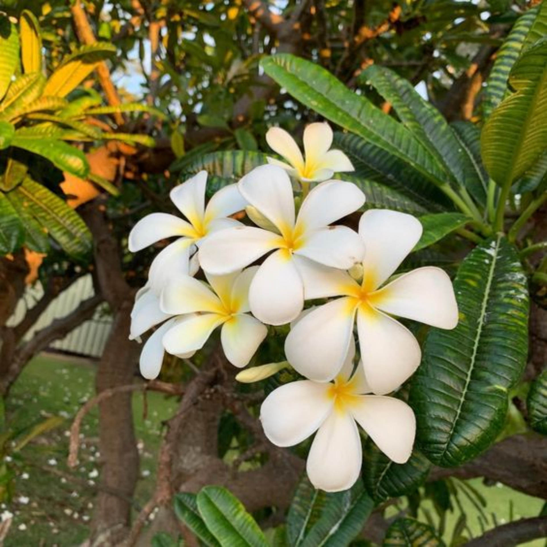 Plumeria Alba ( Good luck Naag Chmapa) Plant