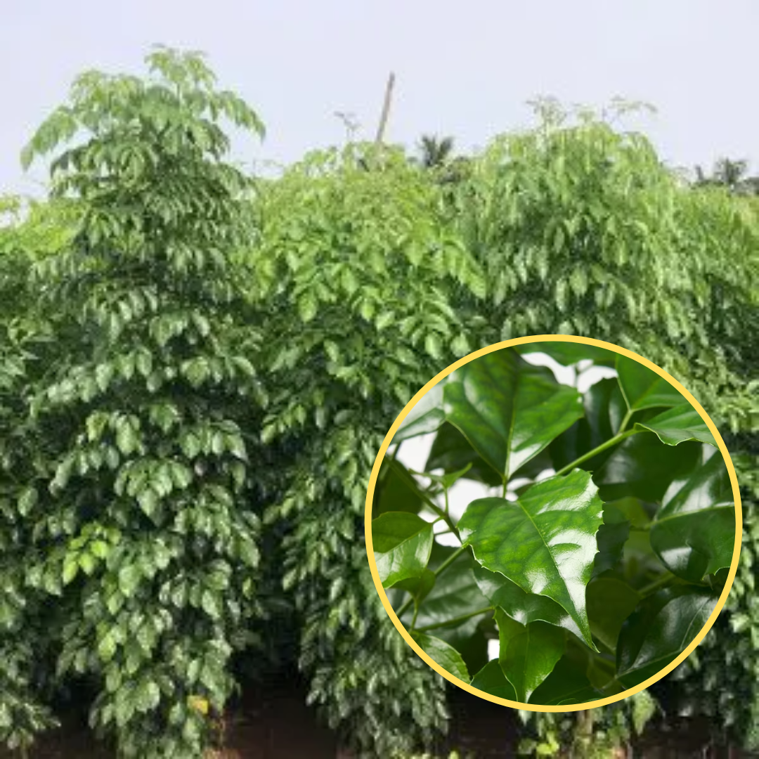 Green Paradise® Red Machera Plant