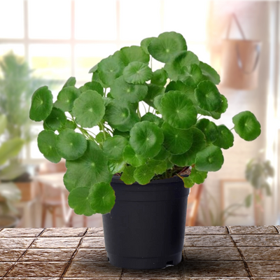 Hydrocotyle Brazilian Pennywort Aquarium Herbal Brahmi Live Plants (Green)