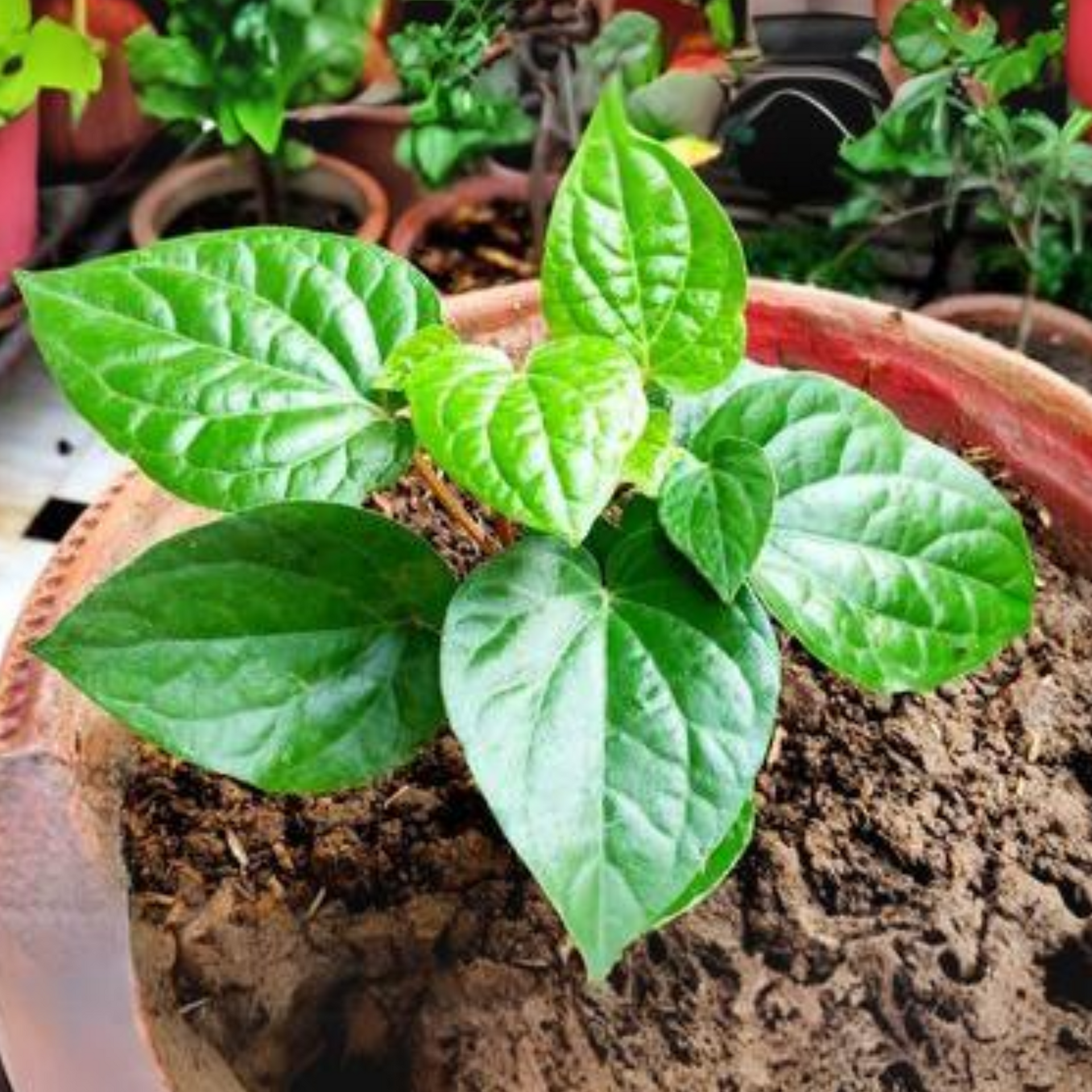 Maghai Pan Nagarvel Betel Leaf Live Plant