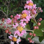 Malpighia Dwarf Cherry Blossom Bonsai Suitable Sapling Plant