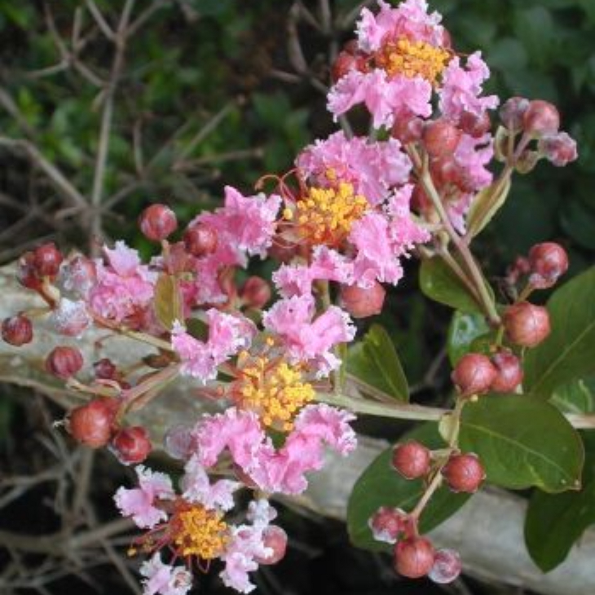 Malpighia Dwarf Cherry Blossom Bonsai Sapling Plant