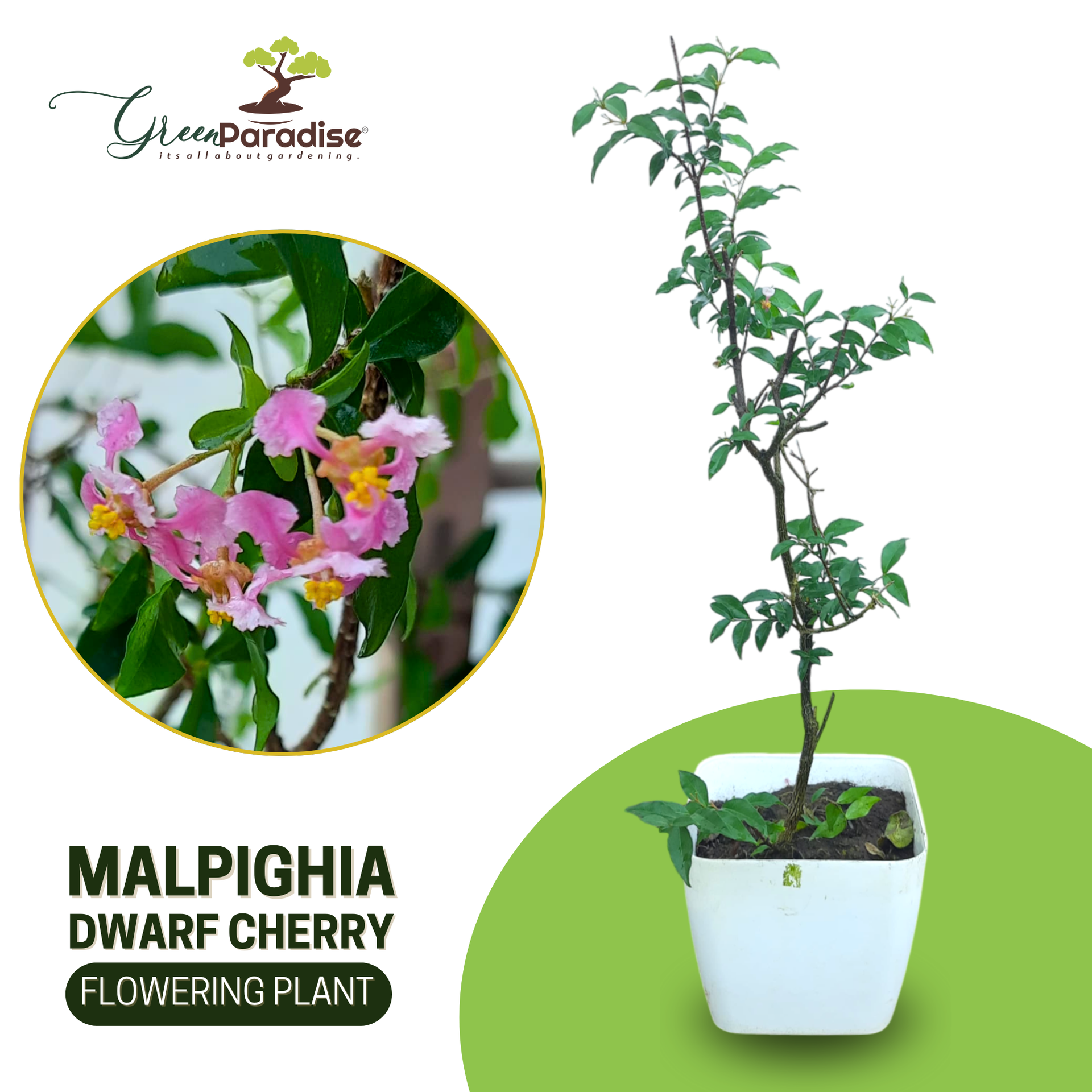 Malpighia Dwarf Cherry Blossom Bonsai Sapling Plant