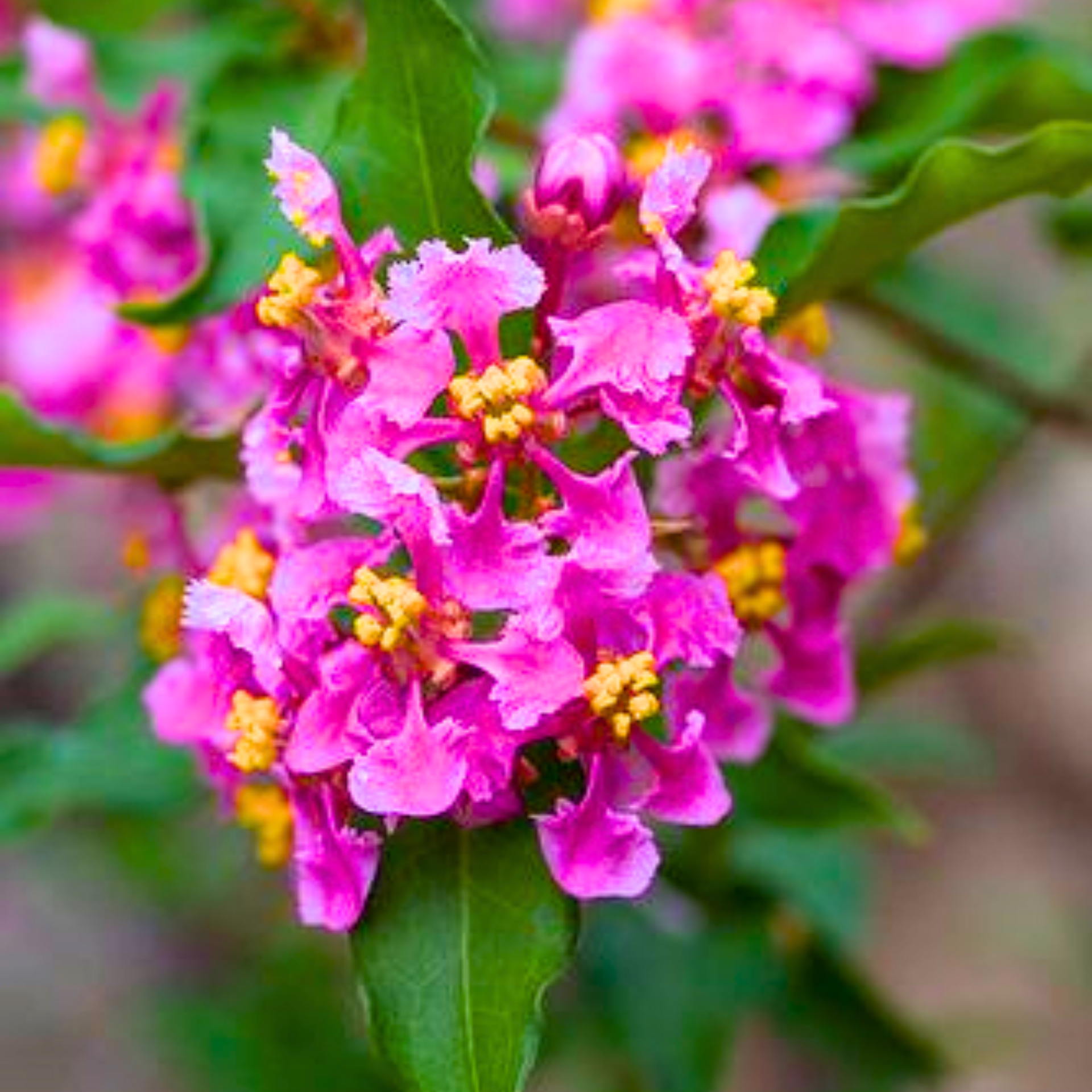 Malpighia Dwarf Cherry Blossom Bonsai Sapling Plant