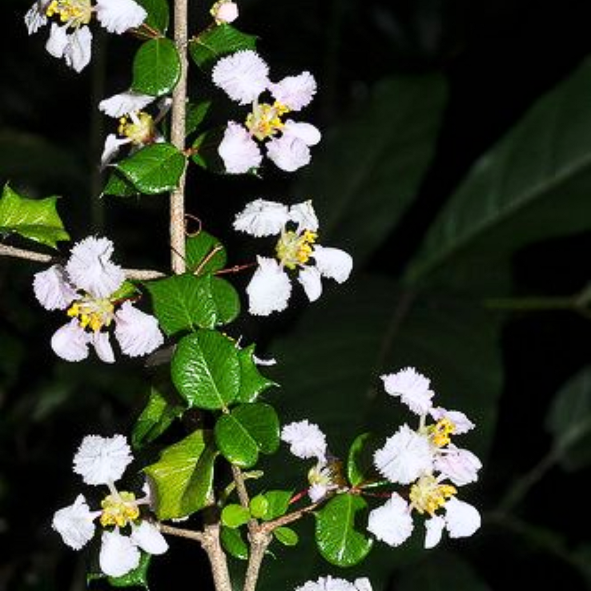 malpighia coccigera sapling plant for bonsai