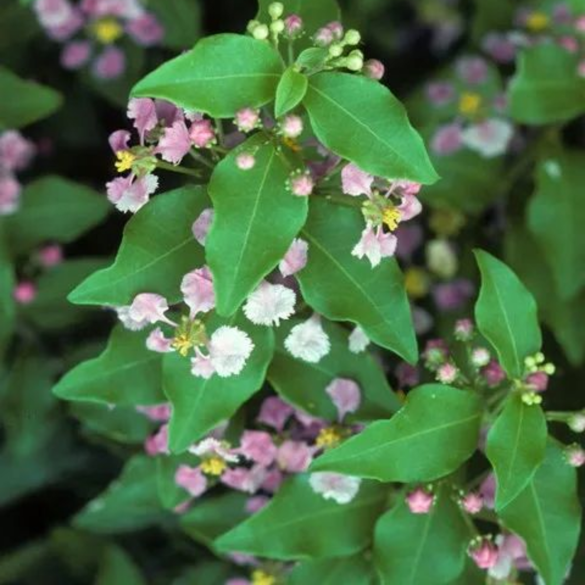 Bonsai Japanese Cherry Blossom Bonsai Tree Malpighia punicifolia, Dwarf Barbados Cherry bonsai live tree