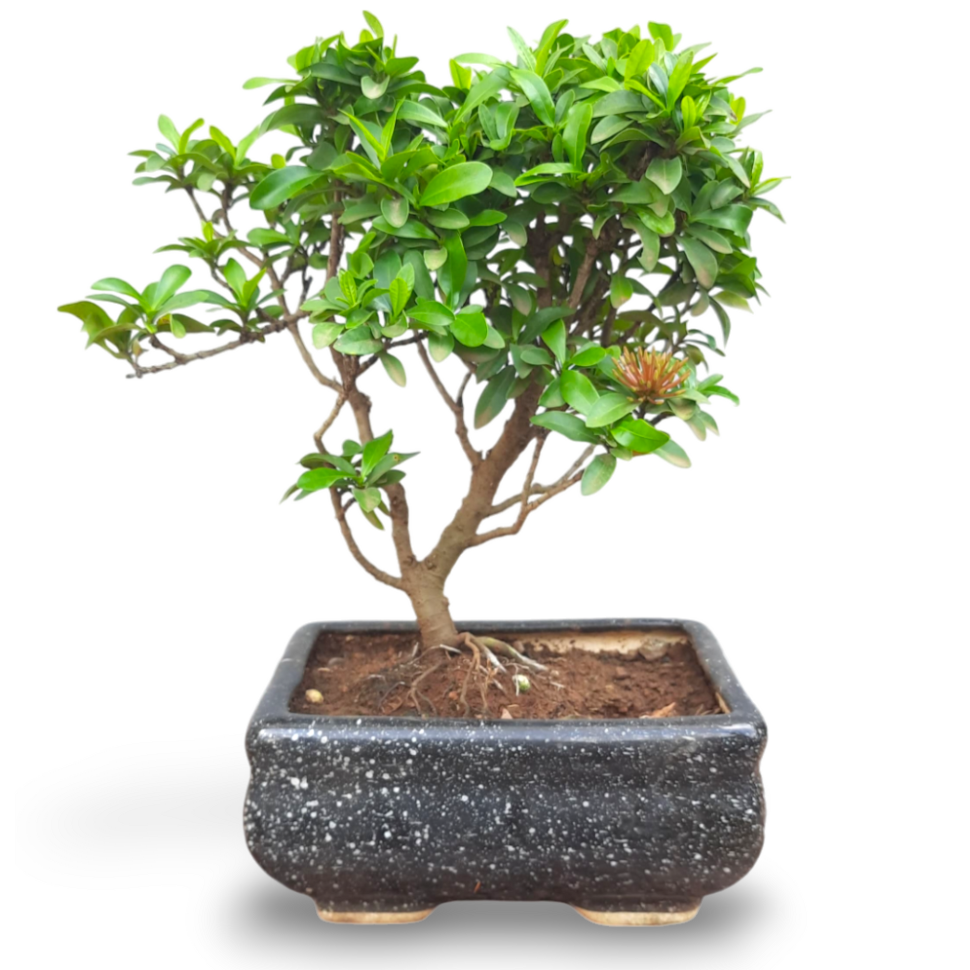 Mini Ixora Bonsai Mature And Old Tree ( Pink  ) live Bonsai tree with bonsai pot