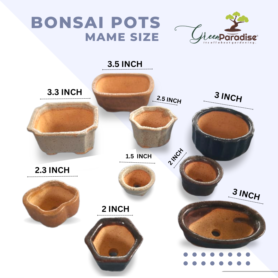 Green Paradise® ceramic mame bonsai pots (set of 3) random sizes