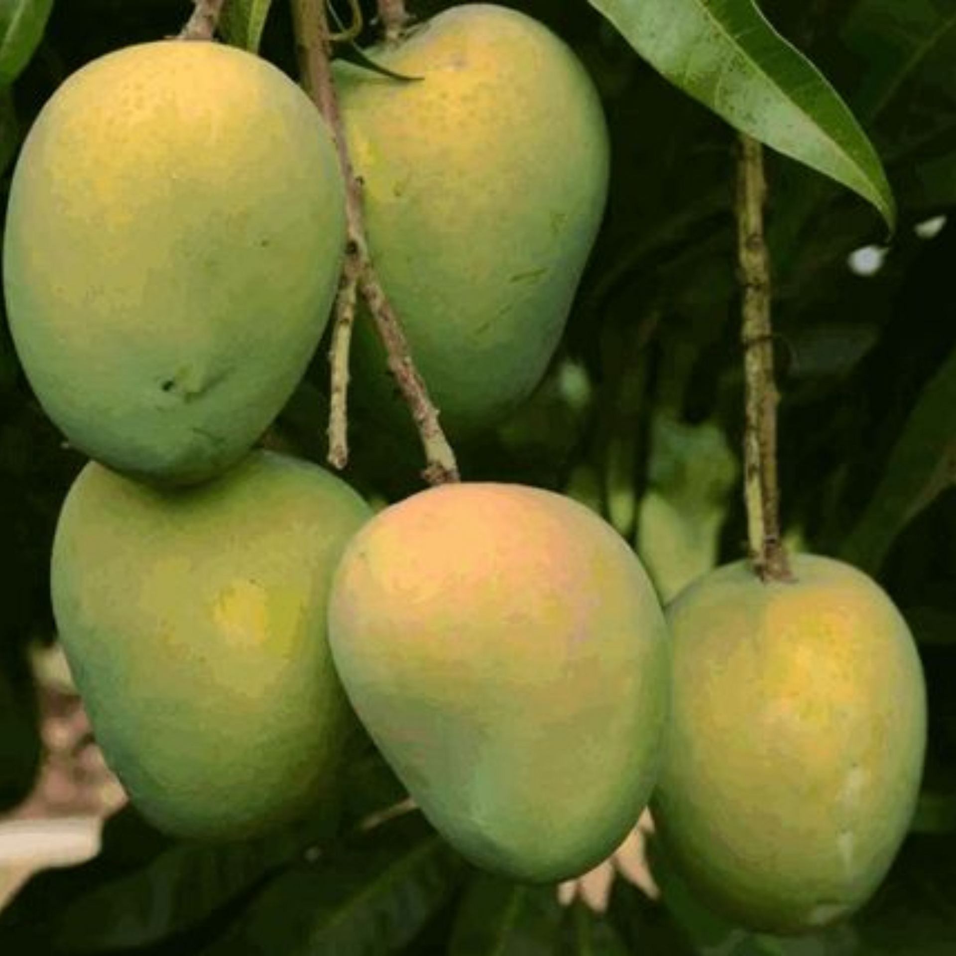 Exclusive Langra Mango Live Plant-Green Paradise Live