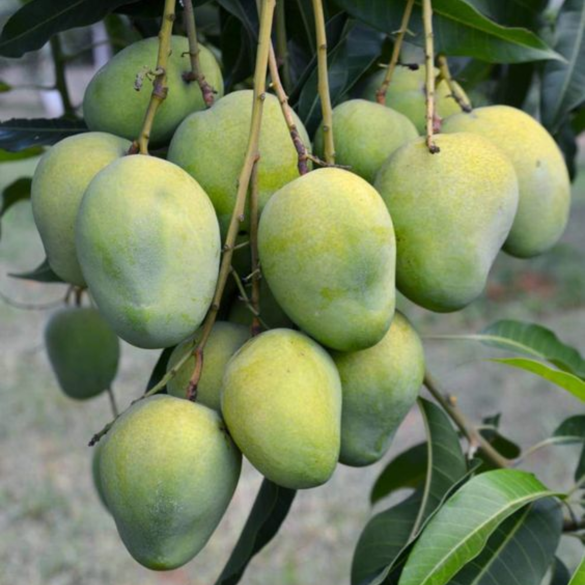 Exclusive Langra Mango Live Plant-Green Paradise Live