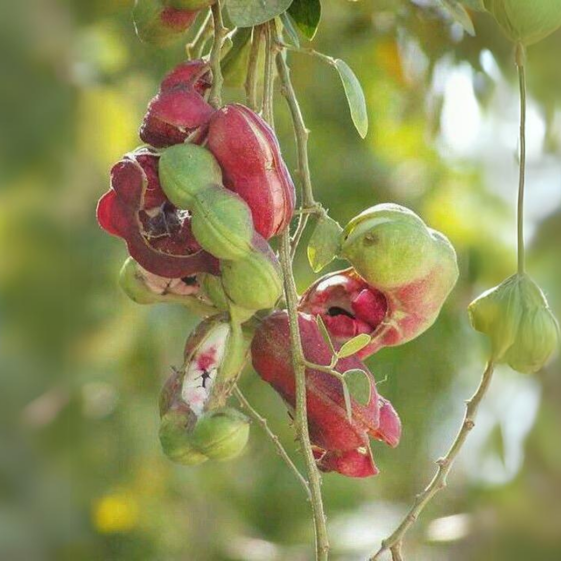 Green Paradise Manila Tamarind  Camachile sweet fruit live plant