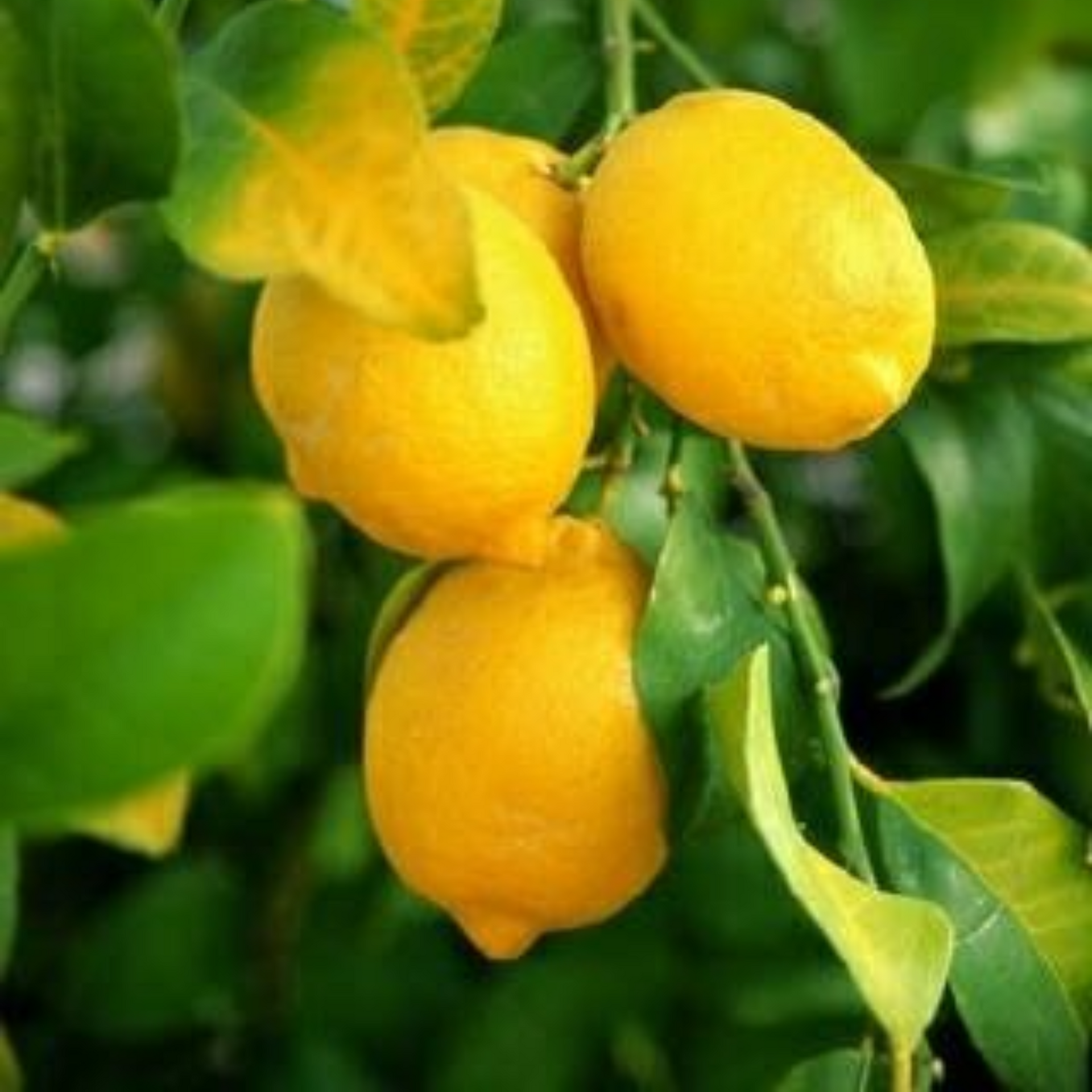 meyer lemon original F1plants