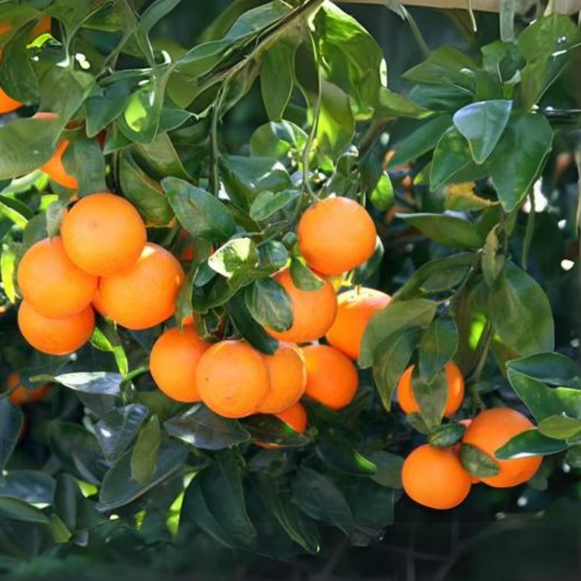 Mini Oranges Live Plant