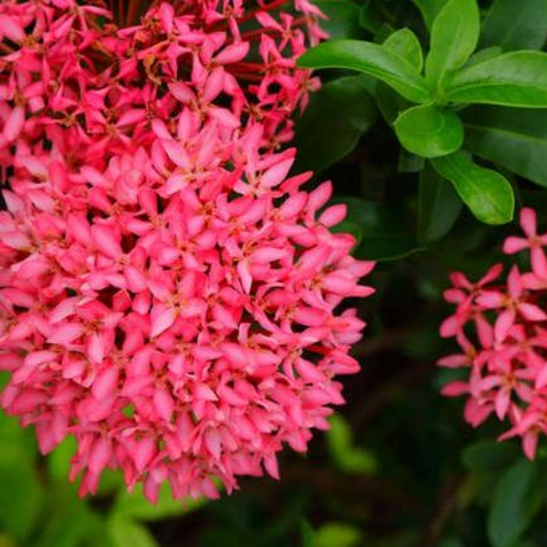 Mini Ixora Pink Live Plant