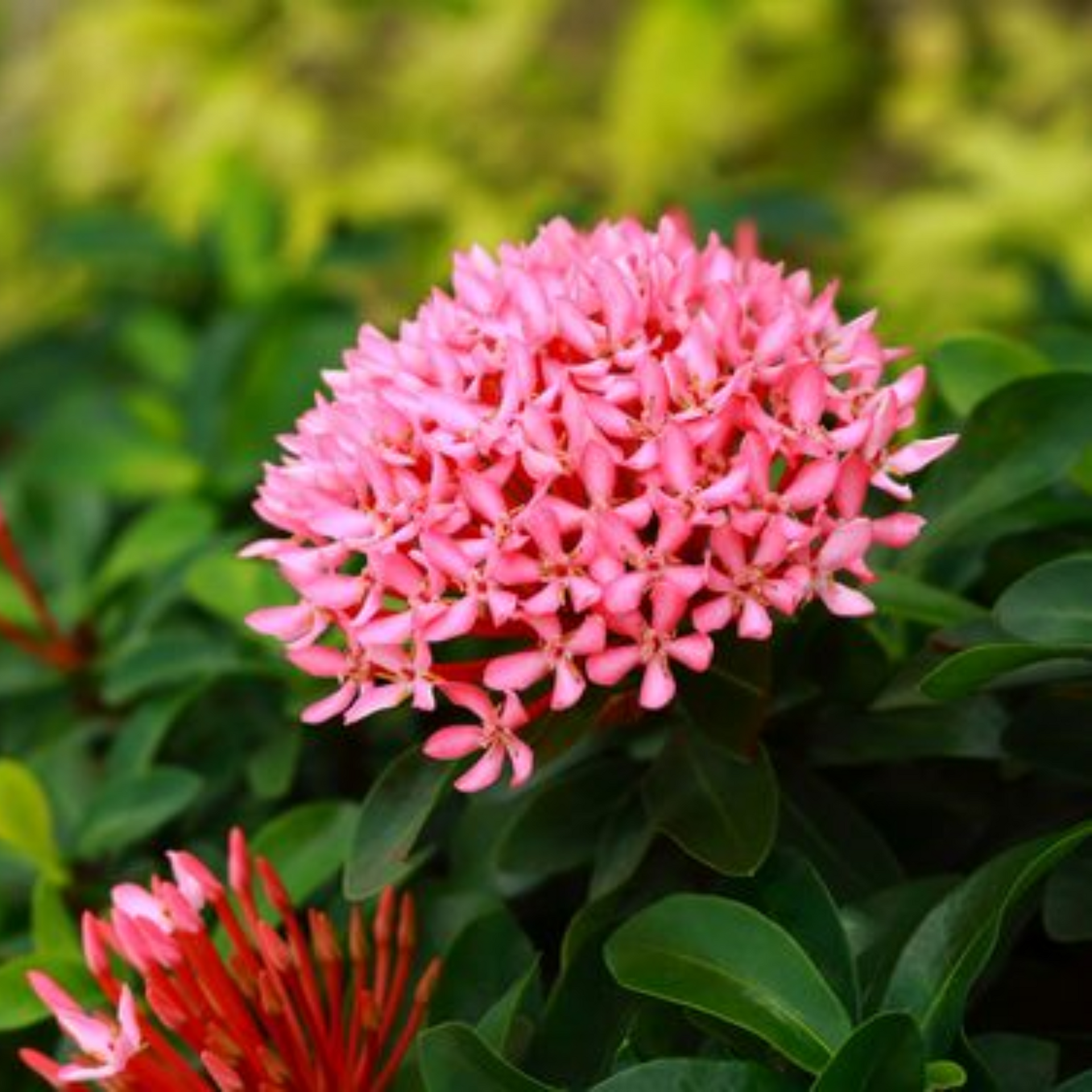 Mini Ixora Pink Live Plant