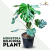 Green Paradise Monstera Deliciosa Live Indoor Monstera Plant with Nursery Pot