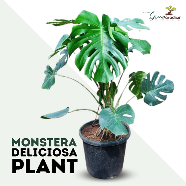 Green Paradise Monstera Deliciosa Live Indoor Monstera Plant with Nursery Pot