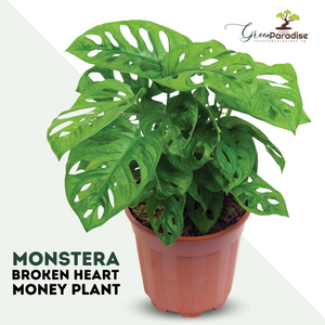 money plant monstera Green Paradise® Monstera Broken Heart Money Plant – GreenParadiseLive