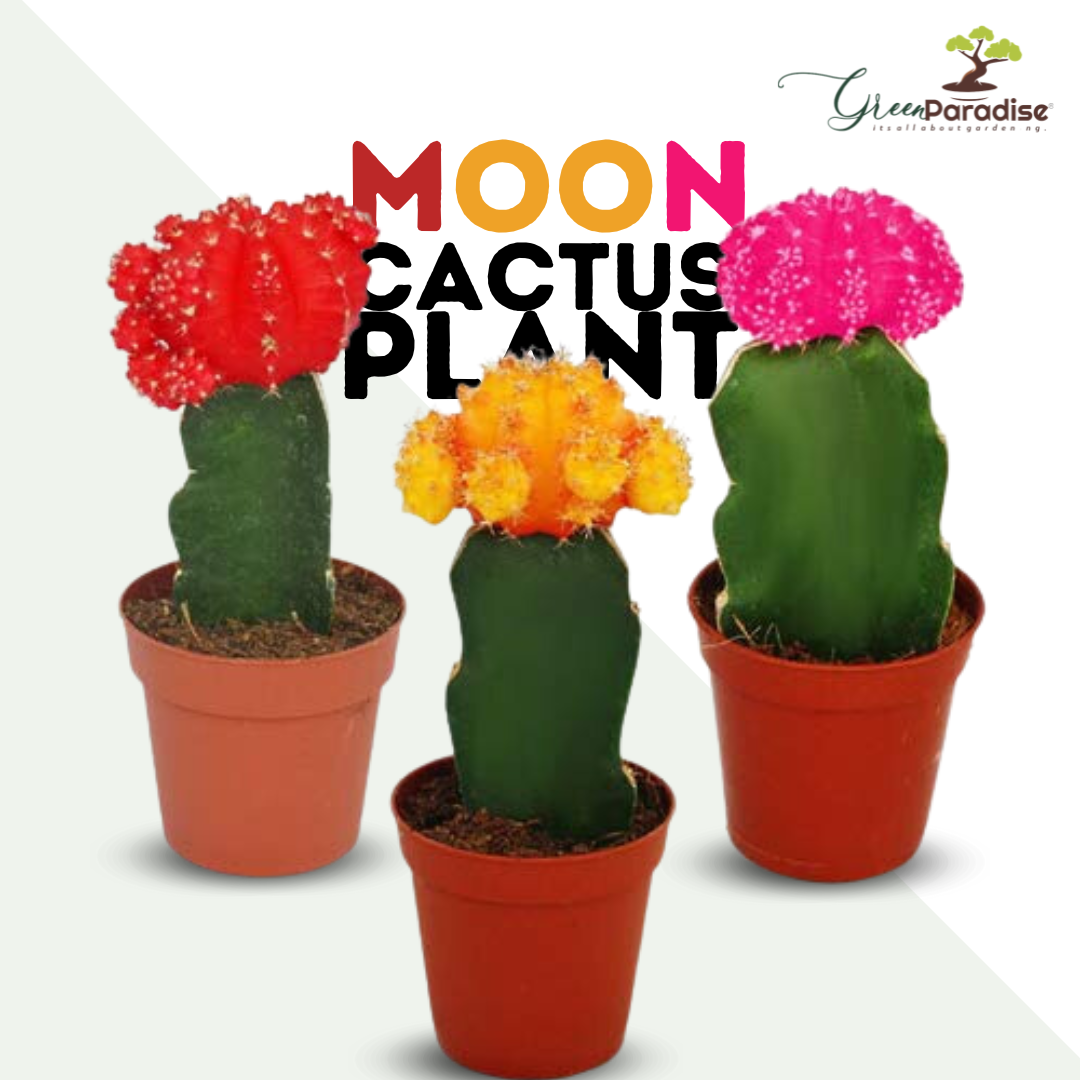 LIve Moon cactus pack of 3 Plants