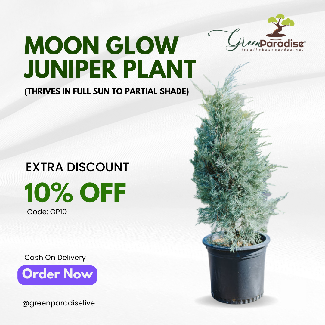 Green Paradise® Moonglow Juniper Silver Juniper Live Plant